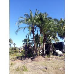 Hybrid Date Palm Triple